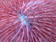 画像2: 【サンゴ】【通販】クサビライシsp. （RED)（個体販売）No.6（生体）（サンゴ） (2)