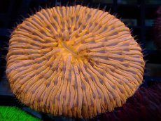 画像1: 【サンゴ】【通販】クサビライシsp. （ORANGE)（個体販売）No.7（生体）（サンゴ） (1)