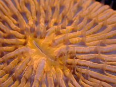 画像2: 【サンゴ】【通販】クサビライシsp. （ORANGE)（個体販売）No.7（生体）（サンゴ） (2)
