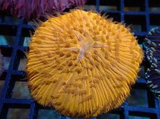 画像1: 【サンゴ】【通販】クサビライシsp. （ORANGE)（個体販売）No.8（生体）（サンゴ） (1)