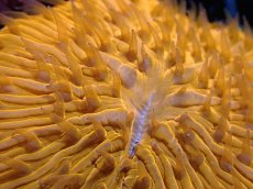 画像2: 【サンゴ】【通販】クサビライシsp. （ORANGE)（個体販売）No.8（生体）（サンゴ） (2)