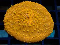 画像1: 【サンゴ】【通販】クサビライシsp. （ORANGE)（個体販売）No.9（生体）（サンゴ） (1)