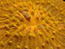 画像2: 【サンゴ】【通販】クサビライシsp. （ORANGE)（個体販売）No.9（生体）（サンゴ） (2)