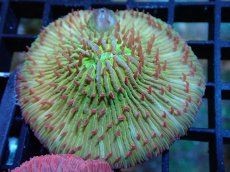 画像1: 【サンゴ】【通販】クサビライシsp. （Special)（個体販売）No.10（生体）（サンゴ） (1)