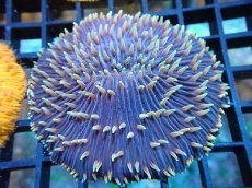 画像1: 【サンゴ】【通販】クサビライシsp. （Special)（個体販売）No.11（生体）（サンゴ） (1)
