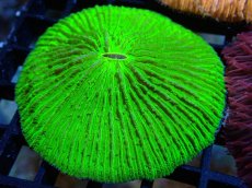 画像1: 【サンゴ】【通販】クサビライシsp. （Metallic  Green)（個体販売）No.12（生体）（サンゴ） (1)