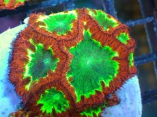 画像1: 【サンゴ】【通販】オオタバサンゴ（Multi Color)（個体販売）（±4-5cm)No.2（生体）（サンゴ） (1)