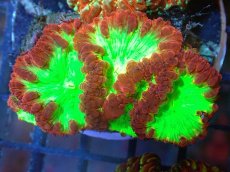画像1: 【サンゴ】【通販】オオタバサンゴ（Multi Color)（個体販売）（±4-5cm)No.5（生体）（サンゴ） (1)