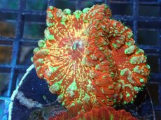画像1: 【サンゴ】【通販】オオタバサンゴ（Multi Color)（個体販売）（±4-5cm)No.7（生体）（サンゴ） (1)