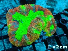 画像1: 【サンゴ】【通販】ハナガタサンゴ（Multi Color）Mサイズ（個体販売）No.1（生体）（サンゴ） (1)