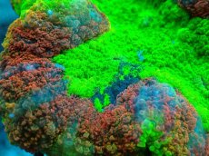 画像2: 【サンゴ】【通販】ハナガタサンゴ（Multi Color）Mサイズ（個体販売）No.1（生体）（サンゴ） (2)