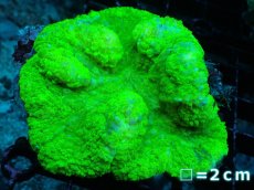 画像1: 【サンゴ】【通販】ハナガタサンゴ（Toxic Green）Mサイズ（個体販売）No.2（生体）（サンゴ） (1)