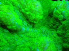 画像2: 【サンゴ】【通販】ハナガタサンゴ（Toxic Green）Mサイズ（個体販売）No.2（生体）（サンゴ） (2)