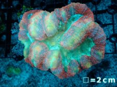 画像1: 【サンゴ】【通販】ハナガタサンゴ（Multi Color）Lサイズ（個体販売）No.3（生体）（サンゴ） (1)