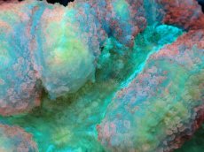 画像2: 【サンゴ】【通販】ハナガタサンゴ（Multi Color）Lサイズ（個体販売）No.3（生体）（サンゴ） (2)