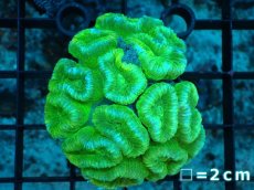 画像1: 【サンゴ】【通販】タバネサンゴ（メタリックグリーン）Mサイズ（個体販売）No.1（生体）（サンゴ） (1)