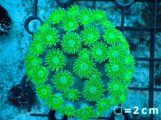 画像1: 【サンゴ】【通販】スリバチサンゴ（メタリックグリーン）SMサイズ（個体販売）No.1（生体）（サンゴ） (1)