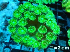 画像1: 【サンゴ】【通販】スリバチサンゴ（メタリックグリーン）SMサイズ（個体販売）No.2（生体）（サンゴ） (1)