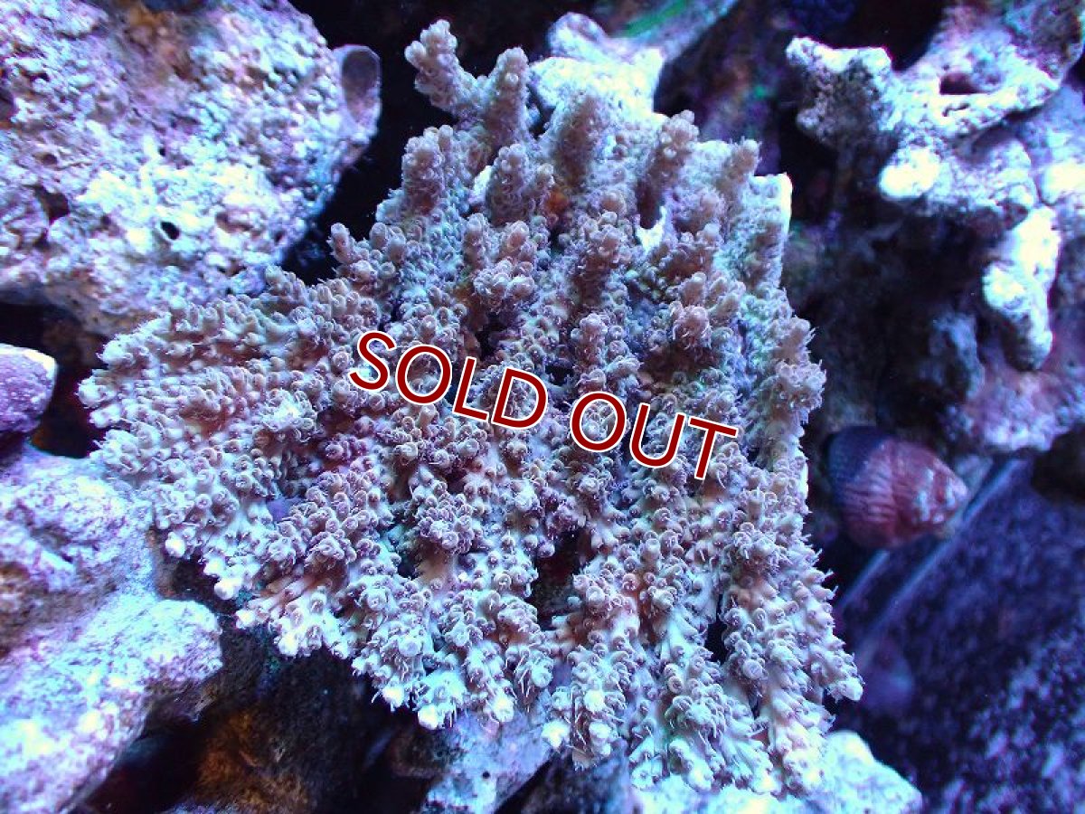 画像1: 【サンゴ】【通販】【オーストラリア産】Wild ミドリイシsp. (美カラー）（個体販売）（±10ｘ11ｃｍ）No.7（生体）（サンゴ） (1)
