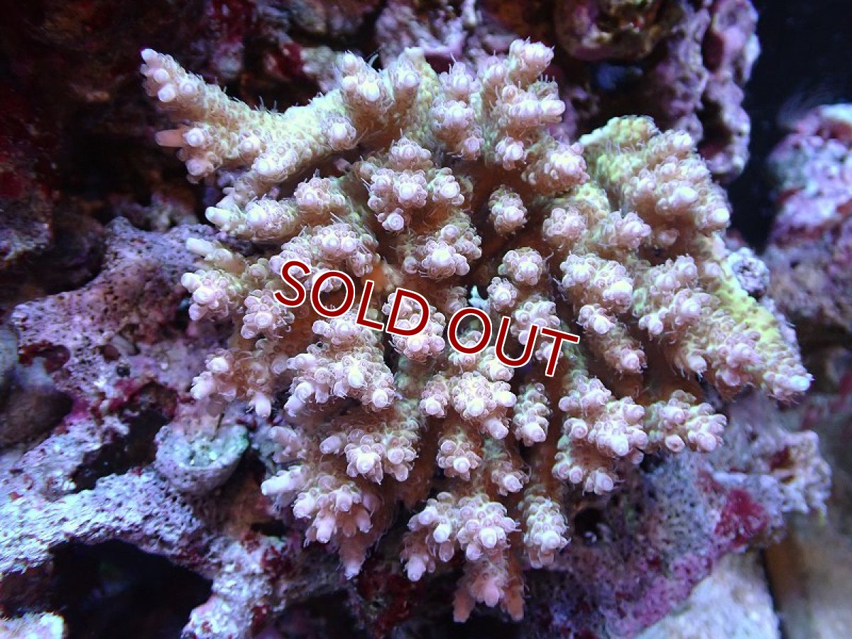 画像1: 【サンゴ】【通販】【オーストラリア産】Wild ミドリイシsp. (美カラー）（個体販売）（±13ｘ11ｃｍ）No.13（生体）（サンゴ） (1)