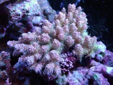 画像1: 【サンゴ】【通販】【オーストラリア産】Wild ミドリイシsp. (美カラー）（個体販売）（±11ｘ9ｃｍ）No.16（生体）（サンゴ） (1)