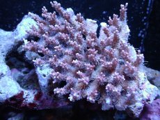 画像1: 【サンゴ】【通販】【オーストラリア産】Wild ミドリイシsp. (ストロベリーショートケーキ）（個体販売）（±14ｘ12ｃｍ）No.19（生体）（サンゴ） (1)