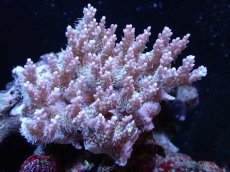 画像1: 【サンゴ】【通販】【オーストラリア産】Wild ミドリイシsp. (ストロベリーショートケーキ）（個体販売）（±11ｘ11ｃｍ）No.20（生体）（サンゴ） (1)