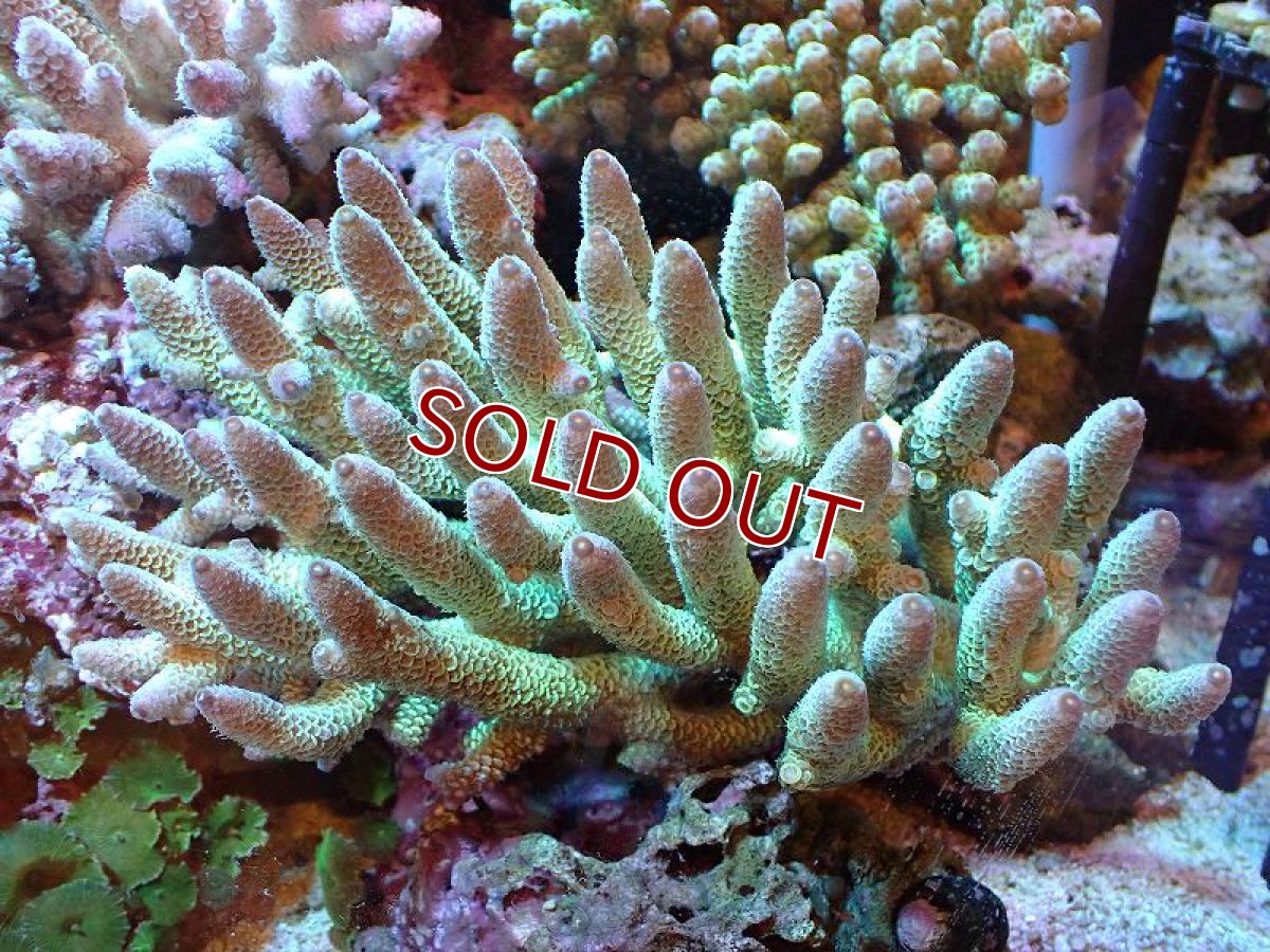 画像1: 【割引き対象外商品】 【サンゴ】【通販】【オーストラリア産】ミドリイシsp. （Spathulata) Lサイズ（個体販売）（±20ｘ15cm)No.1（生体）（サンゴ） (1)