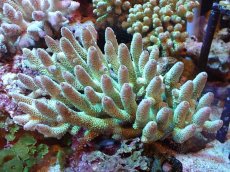 画像1: 【割引き対象外商品】 【サンゴ】【通販】【オーストラリア産】ミドリイシsp. （Spathulata) Lサイズ（個体販売）（±20ｘ15cm)No.1（生体）（サンゴ） (1)