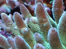 画像2: 【割引き対象外商品】 【サンゴ】【通販】【オーストラリア産】ミドリイシsp. （Spathulata) Lサイズ（個体販売）（±20ｘ15cm)No.1（生体）（サンゴ） (2)