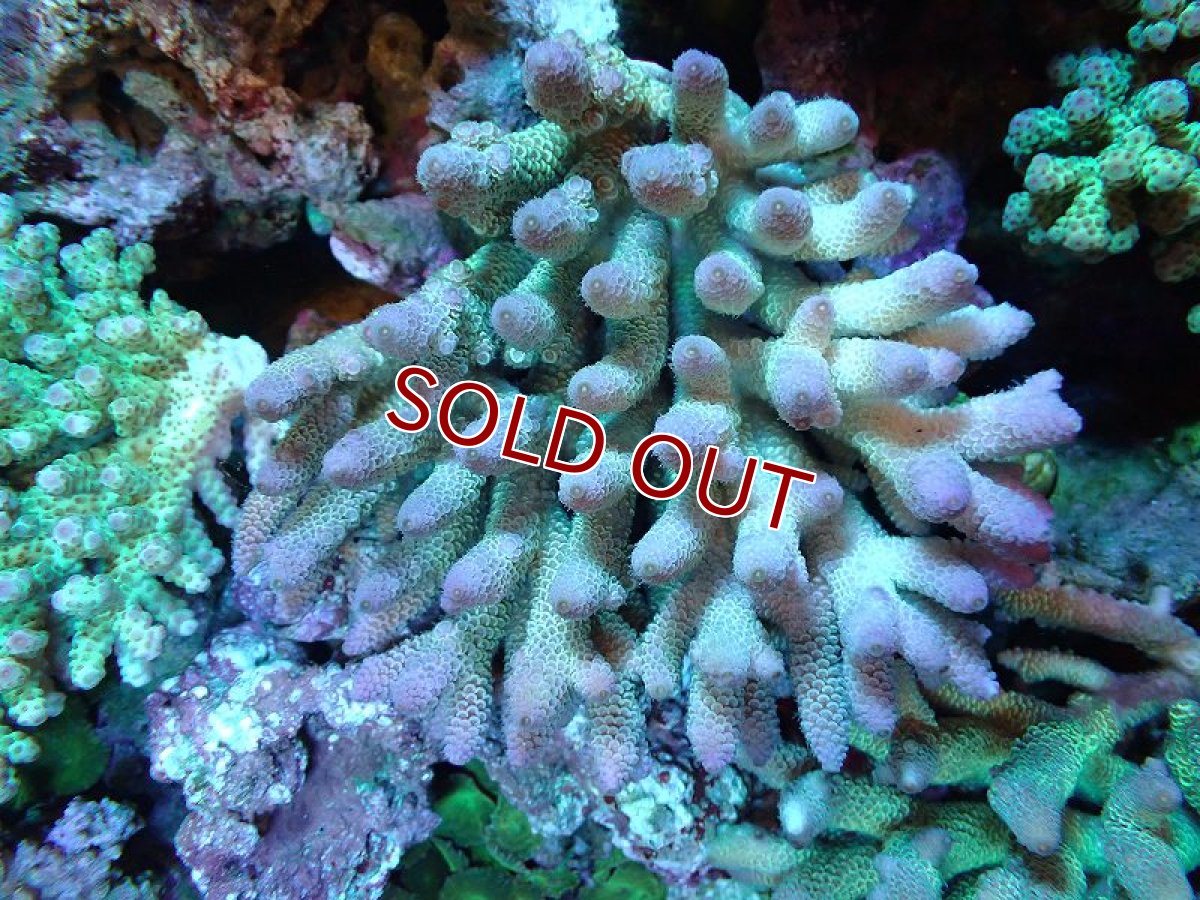 画像1: 【割引き対象外商品】 【サンゴ】【通販】【オーストラリア産】ミドリイシsp. （Spathulata) Lサイズ（個体販売）（±16ｘ15cm)No.2（生体）（サンゴ） (1)