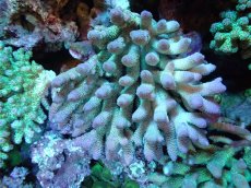 画像1: 【割引き対象外商品】 【サンゴ】【通販】【オーストラリア産】ミドリイシsp. （Spathulata) Lサイズ（個体販売）（±16ｘ15cm)No.2（生体）（サンゴ） (1)