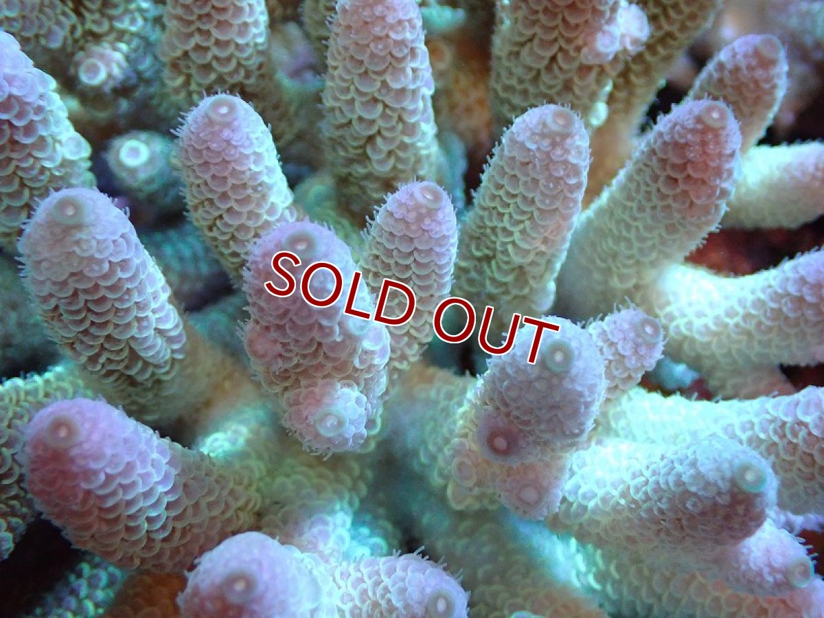 画像2: 【割引き対象外商品】 【サンゴ】【通販】【オーストラリア産】ミドリイシsp. （Spathulata) Lサイズ（個体販売）（±16ｘ15cm)No.2（生体）（サンゴ） (2)