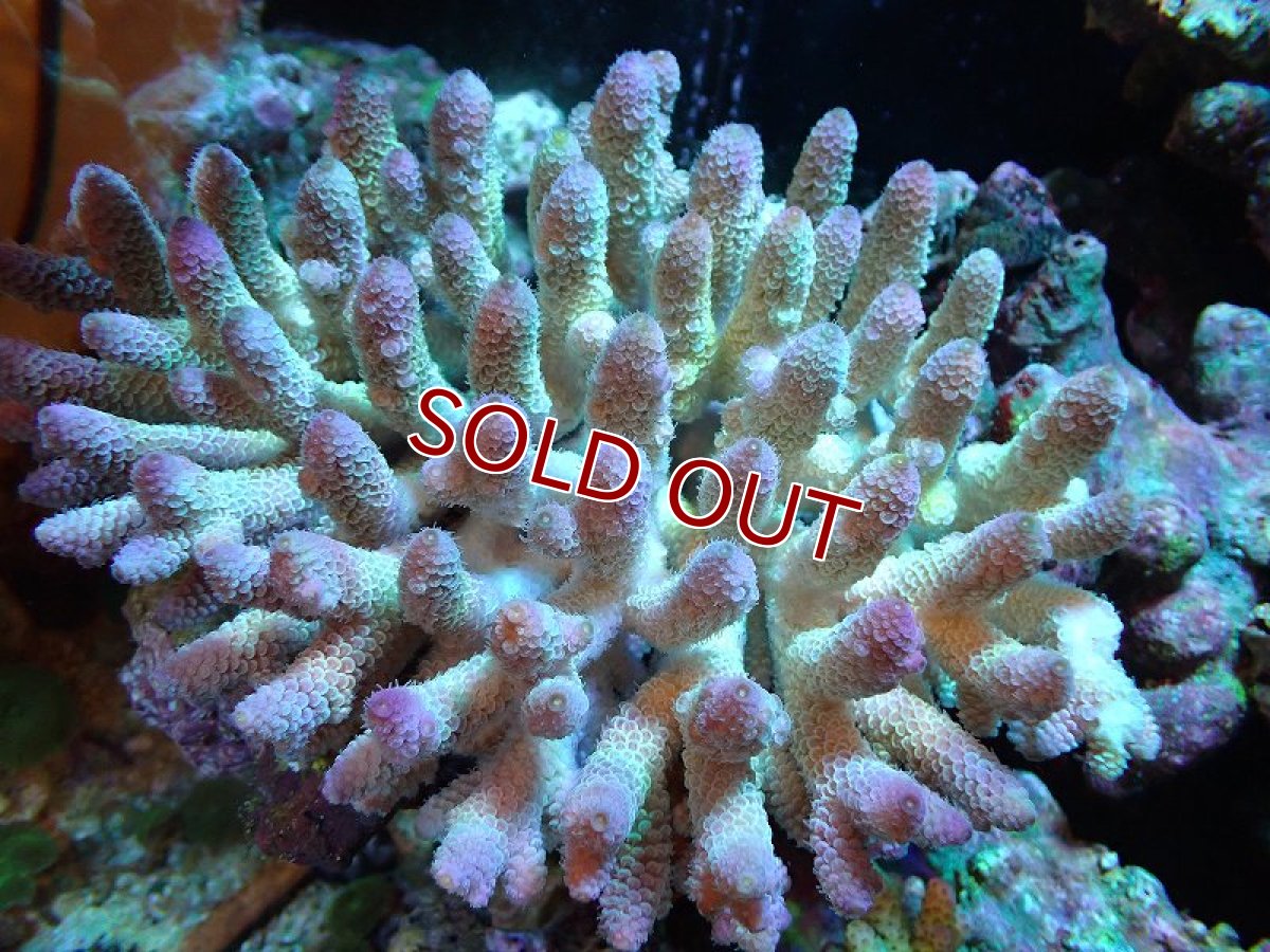 画像1: 【割引き対象外商品】 【サンゴ】【通販】【オーストラリア産】ミドリイシsp. （Spathulata) Lサイズ（個体販売）（±18ｘ15cm)No.3（生体）（サンゴ） (1)