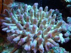 画像1: 【割引き対象外商品】 【サンゴ】【通販】【オーストラリア産】ミドリイシsp. （Spathulata) Lサイズ（個体販売）（±18ｘ15cm)No.3（生体）（サンゴ） (1)