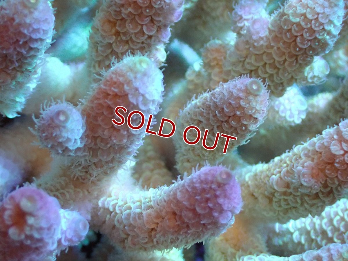 画像2: 【割引き対象外商品】 【サンゴ】【通販】【オーストラリア産】ミドリイシsp. （Spathulata) Lサイズ（個体販売）（±18ｘ15cm)No.3（生体）（サンゴ） (2)