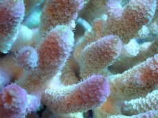 画像2: 【割引き対象外商品】 【サンゴ】【通販】【オーストラリア産】ミドリイシsp. （Spathulata) Lサイズ（個体販売）（±18ｘ15cm)No.3（生体）（サンゴ） (2)