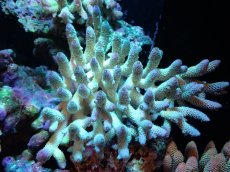 画像1: 【割引き対象外商品】 【サンゴ】【通販】【オーストラリア産】ミドリイシsp. （Spathulata) Lサイズ（個体販売）（±19ｘ17cm)No.4（生体）（サンゴ） (1)