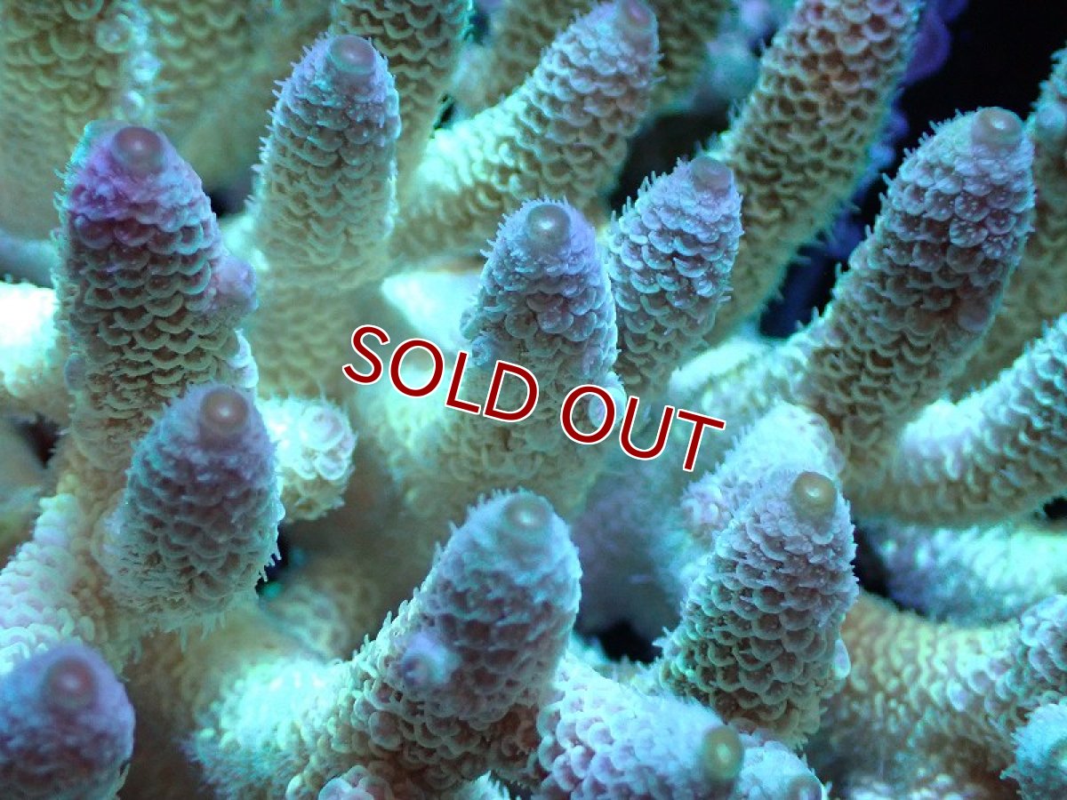 画像2: 【割引き対象外商品】 【サンゴ】【通販】【オーストラリア産】ミドリイシsp. （Spathulata) Lサイズ（個体販売）（±19ｘ17cm)No.4（生体）（サンゴ） (2)