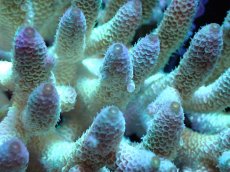 画像2: 【割引き対象外商品】 【サンゴ】【通販】【オーストラリア産】ミドリイシsp. （Spathulata) Lサイズ（個体販売）（±19ｘ17cm)No.4（生体）（サンゴ） (2)