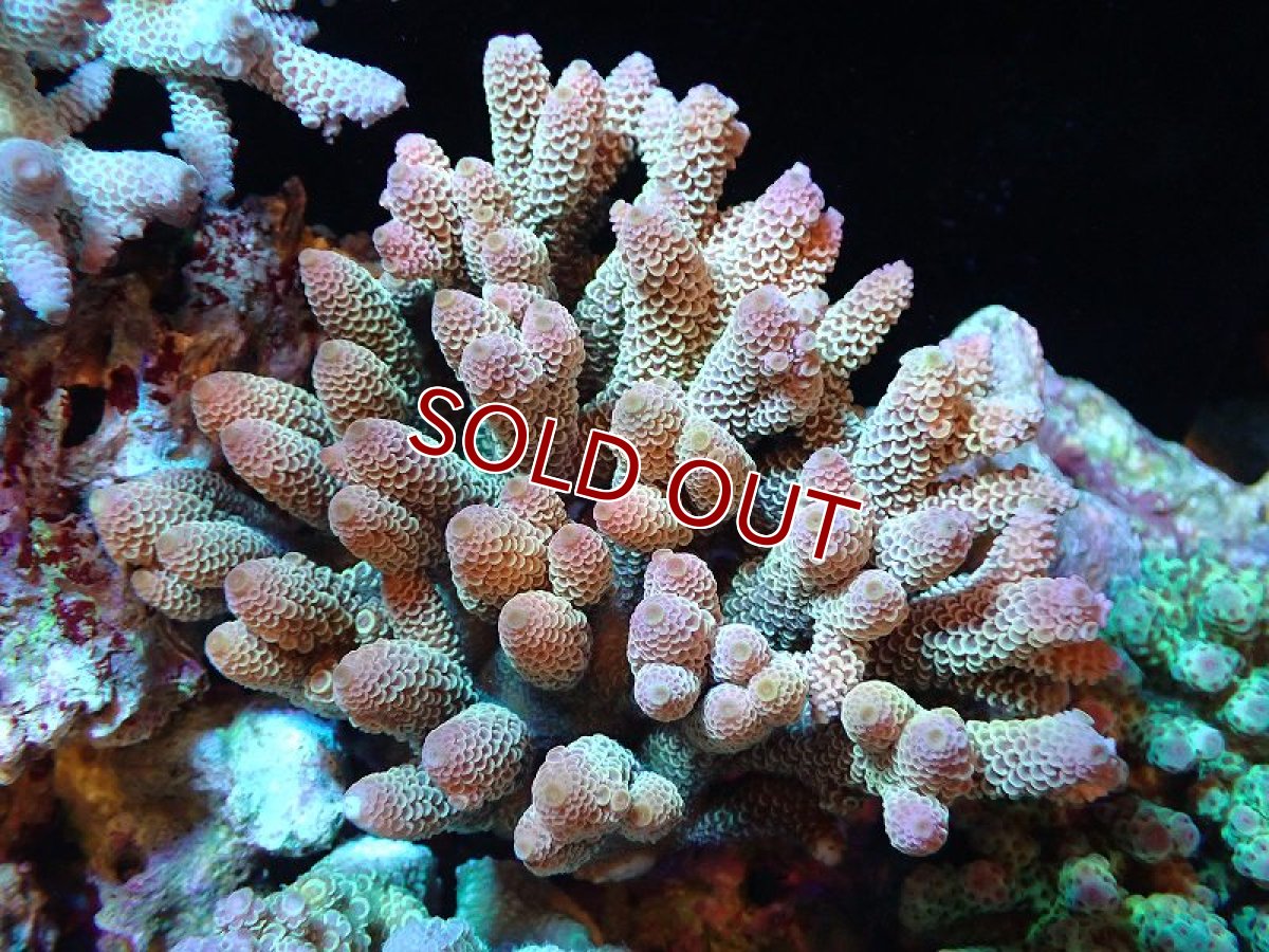 画像1: 【割引き対象外商品】 【サンゴ】【通販】【オーストラリア産】ミドリイシsp. （Spathulata) Lサイズ（個体販売）（±16ｘ16cm)No.5（生体）（サンゴ） (1)
