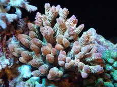 画像1: 【割引き対象外商品】 【サンゴ】【通販】【オーストラリア産】ミドリイシsp. （Spathulata) Lサイズ（個体販売）（±16ｘ16cm)No.5（生体）（サンゴ） (1)