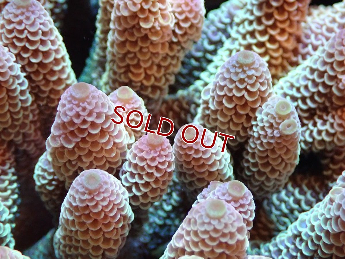 画像2: 【割引き対象外商品】 【サンゴ】【通販】【オーストラリア産】ミドリイシsp. （Spathulata) Lサイズ（個体販売）（±16ｘ16cm)No.5（生体）（サンゴ） (2)