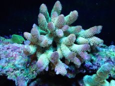 画像1: 【割引き対象外商品】 【サンゴ】【通販】【オーストラリア産】ミドリイシsp. （Spathulata) Mサイズ（個体販売）（±11ｘ11cm)No.6（生体）（サンゴ） (1)