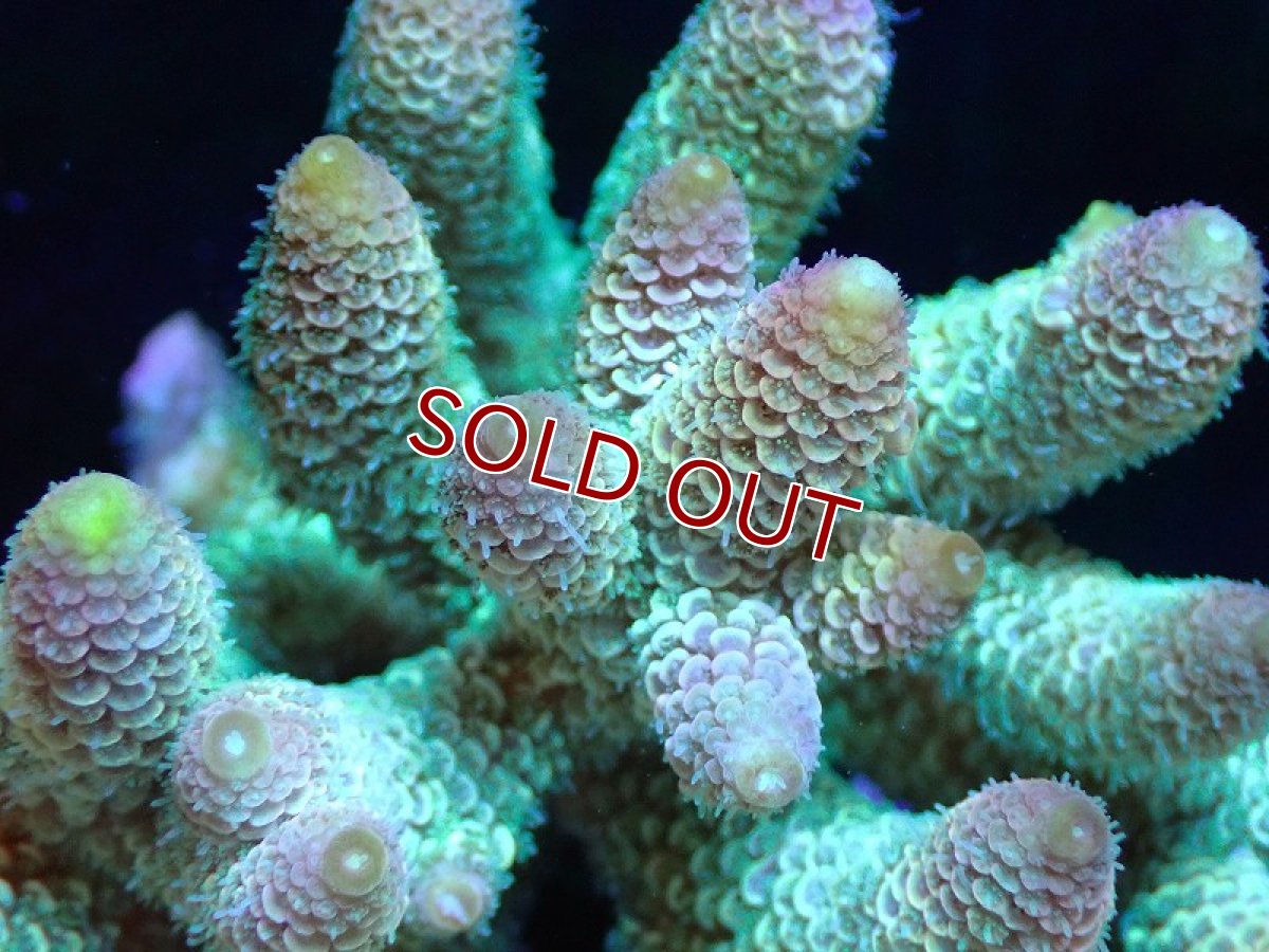 画像2: 【割引き対象外商品】 【サンゴ】【通販】【オーストラリア産】ミドリイシsp. （Spathulata) Mサイズ（個体販売）（±11ｘ11cm)No.6（生体）（サンゴ） (2)