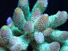 画像2: 【割引き対象外商品】 【サンゴ】【通販】【オーストラリア産】ミドリイシsp. （Spathulata) Mサイズ（個体販売）（±11ｘ11cm)No.6（生体）（サンゴ） (2)