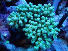 画像1: 【割引き対象外商品】 【サンゴ】【通販】【オーストラリア産】ミドリイシsp. （Sarmentosa) Lサイズ（個体販売）（±15ｘ14cm)No.7（生体）（サンゴ） (1)