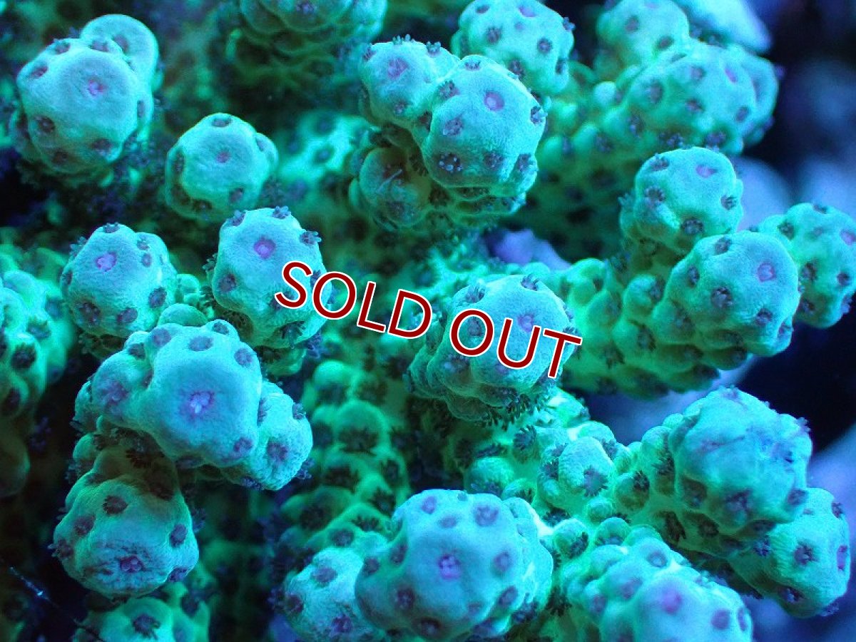 画像2: 【割引き対象外商品】 【サンゴ】【通販】【オーストラリア産】ミドリイシsp. （Sarmentosa) Lサイズ（個体販売）（±15ｘ14cm)No.7（生体）（サンゴ） (2)