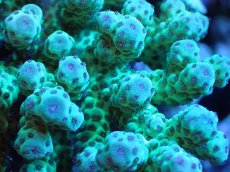 画像2: 【割引き対象外商品】 【サンゴ】【通販】【オーストラリア産】ミドリイシsp. （Sarmentosa) Lサイズ（個体販売）（±15ｘ14cm)No.7（生体）（サンゴ） (2)