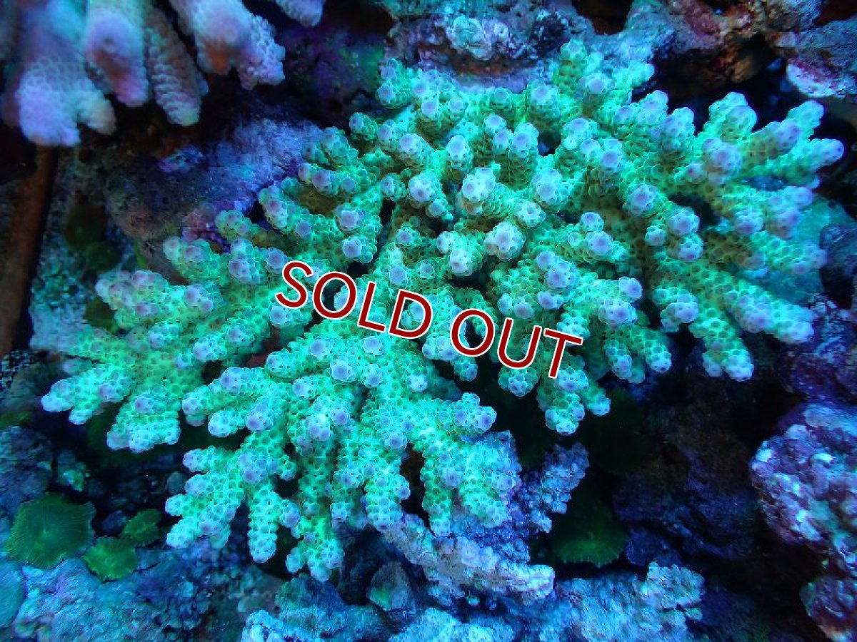 画像1: 【割引き対象外商品】 【サンゴ】【通販】【オーストラリア産】ミドリイシsp. （Sarmentosa) Lサイズ（個体販売）（±19ｘ14cm)No.8（生体）（サンゴ） (1)
